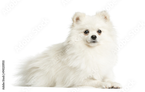 Spitz lying in front of a white background