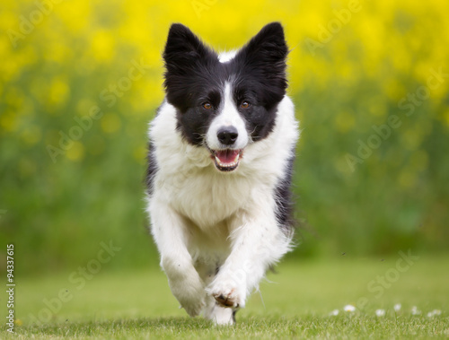 Happy and smiling Border Collie dog running