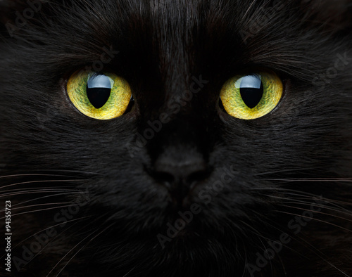 Cute muzzle of a black cat