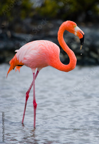 Caribbean flamingo standing in water. An excellent illustration. Galapagos Islands. South America.