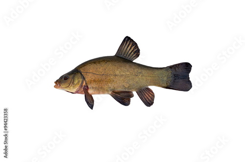 tench isolated on white background