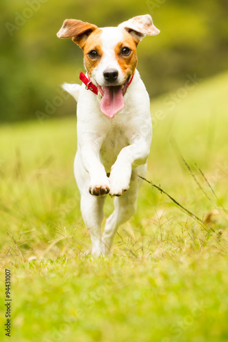 A small Jack Russell dog happily running towards the camera on lush green grass outdoors, with the sun shining down.