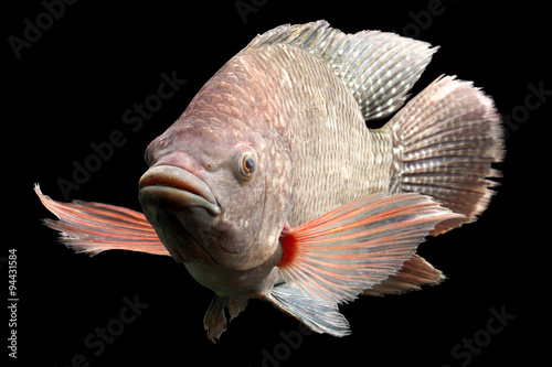 A large red tilapia fish swimming up close in an isolated aquaponics aquarium filled with water.