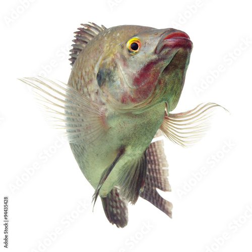 A lively black cichlid tilapia fish isolated in a studio, alive and dancing as it swims gracefully through the water.