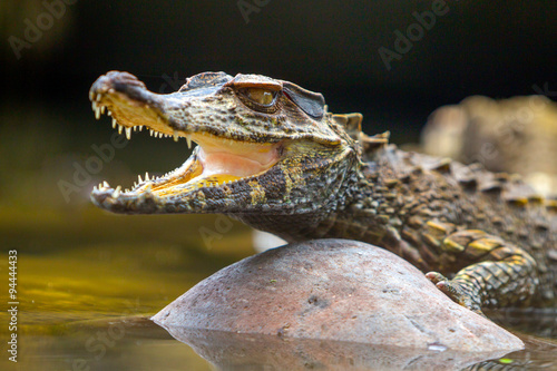 A small caiman in the Amazon river, with textured scales blending into the wild landscape of Peru and Ecuador.