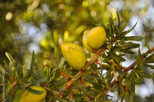 Beautiful green Argan fruits (nuts) on a branch of an Argan tree (Argania spinosa). Photo was taken near Agadir, Morocco.