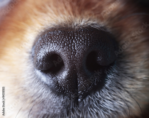 sensitive nose of a dog