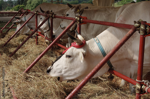 allevamento bovini razza chianina