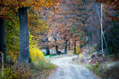 Rural road in autumn