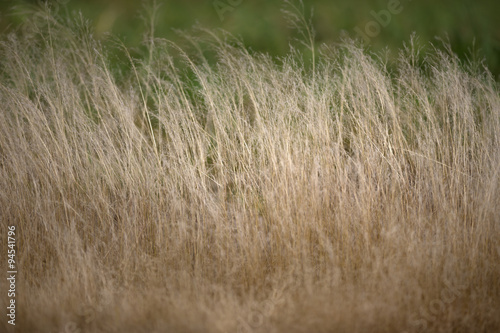Soft dry grass shine on green background