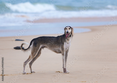 Saluki