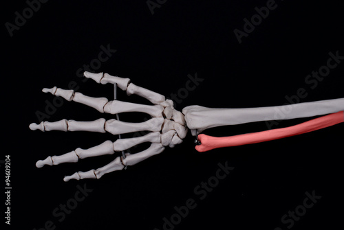 Ulna Bone 