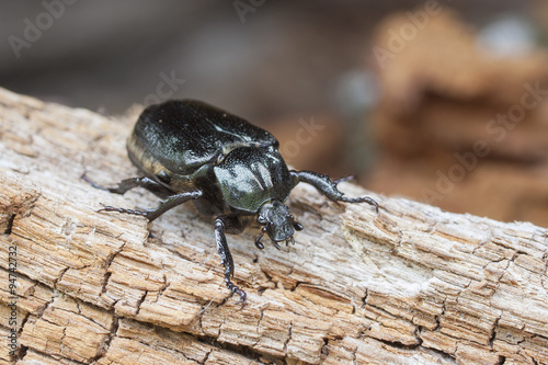 IUCN Red List and EU Habitats Directive insect specie Hermit beetle Osmoderma eremita (sin. O.barnabita) on rotten vood. This black beetle is dweller of old hollow trees in park type landscapes.