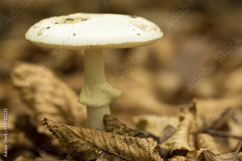 Death cap (Amanita phalloides), poisonous mushroom ,macro ( selective focus )