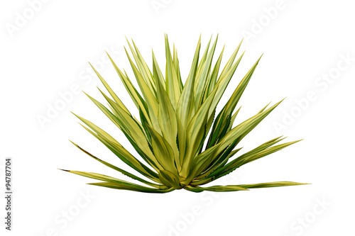 Agave plant isolated on white background.