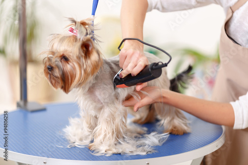 Yorkshire terrier is being trimmed