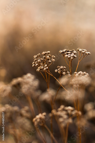 Wild autumn flowers