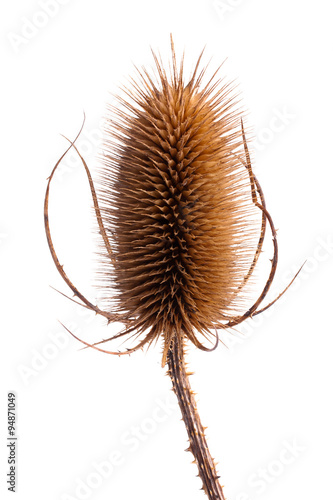 teasel head on white background