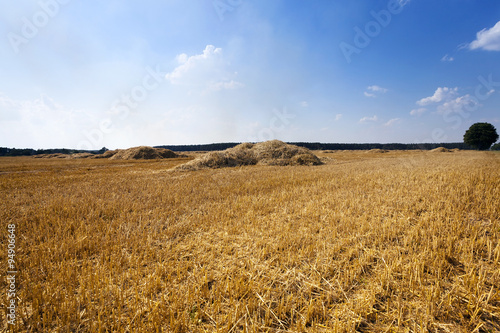harvesting cereals. field 