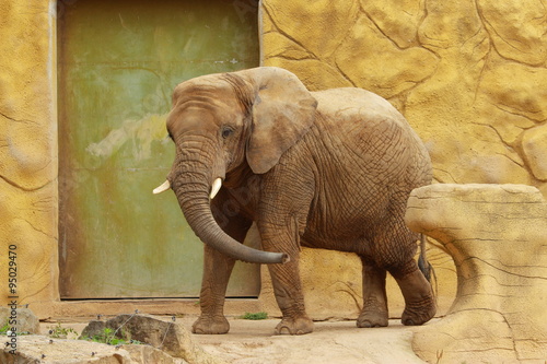 Słoń afrykański w Zoo w Dvur Kralowe (Czechy).