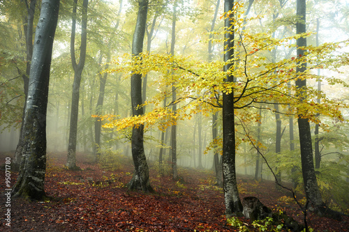 Yellow tree inside foggy forest