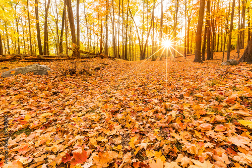 Fallen leaves and fall foliage lit by sunset sunbeams, shining through the forest trees, at Bear Mountain state park, New York