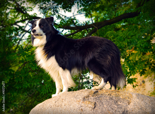 Border collie