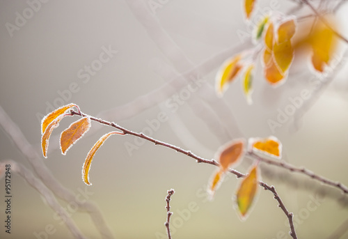 Beautiful frozen tree branch and bright orange leaves.