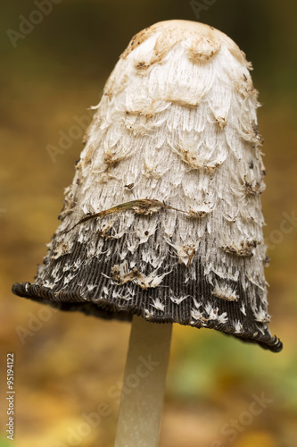 Shaggy ink cap (Coprinus comatus) mushroom