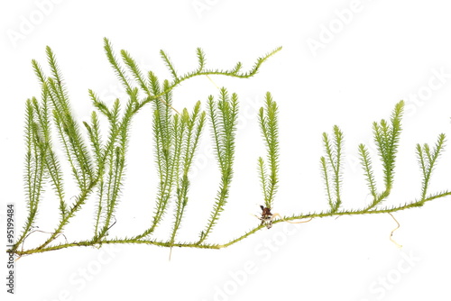 Stiff clubmoss Lycopodium annotinum on white background 