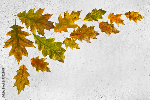 Kolorowe, podświetlone, mokre, jesienne liście przyklejone kroplami deszczu do okna na szarym tle