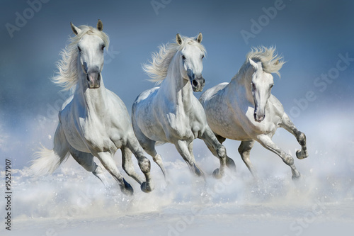 Three white horse run gallop in snow