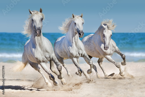 Horses run along the coast