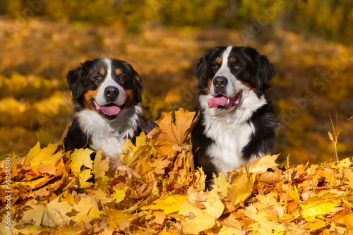 Two bernese dog sit in orange leaves in park