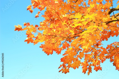 Golden leaves in fall