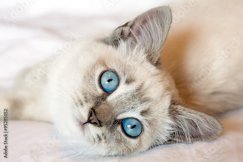 Blue Eyes Kitten