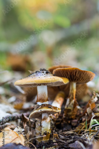 Mushrooms photographed in their natural environment.