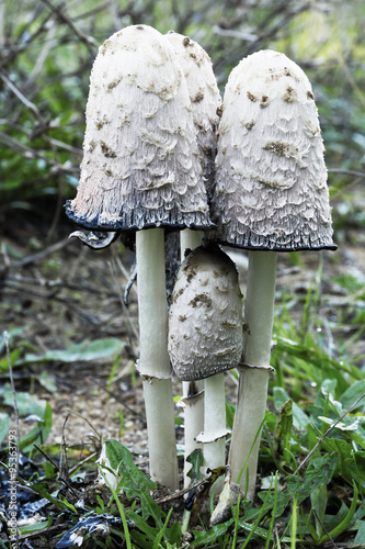 Little family Shaggy Mane Mushrooms
