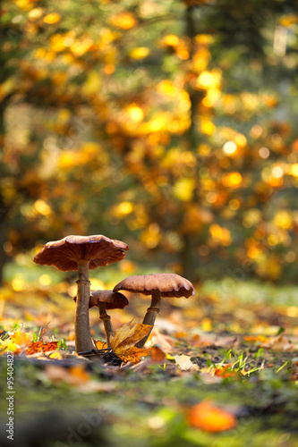 Photos of mushrooms