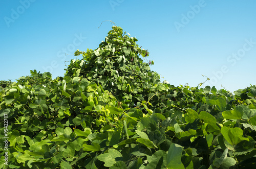 Mountain of kudzu