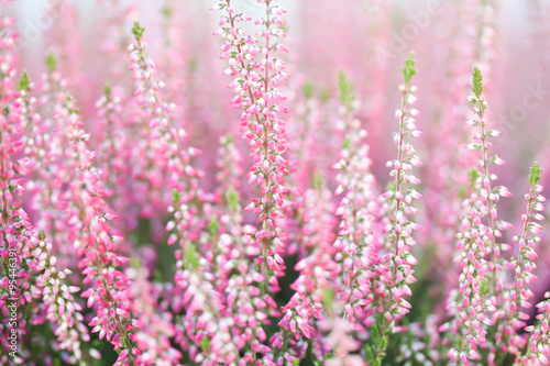 Field of heather flowers. Small violet, pink plants. Soft focus.
