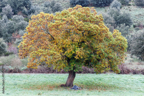 Castanea sativa. Castaño en otoño. 