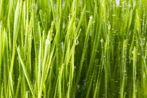 Close up of Green Grass