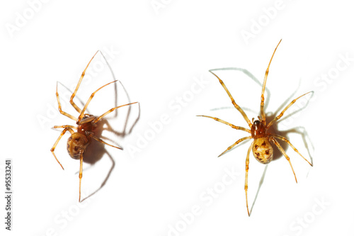 Spider isolated on white background