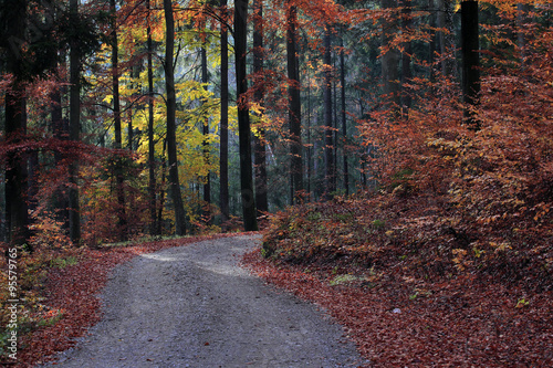 Jesienny Bukowy Las