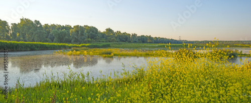 Wild flowers along a lake in summer at sunrise 
