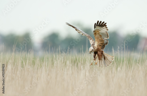 The western marsh harrier (Circus aeruginosus) in flight during mating season 