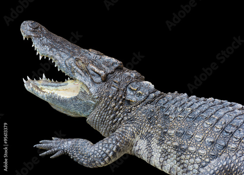 Crocodile Opening Mouth Isolated