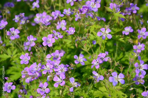 The blossoming geranium forest (Geranium sylvaticum L.)