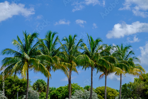 Tropical Palm and coconut trees against beautiful blue sky in th